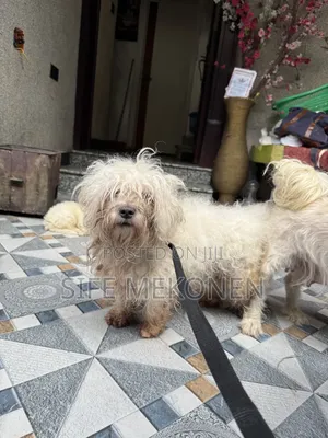1-3 months Male Purebred Maltese
