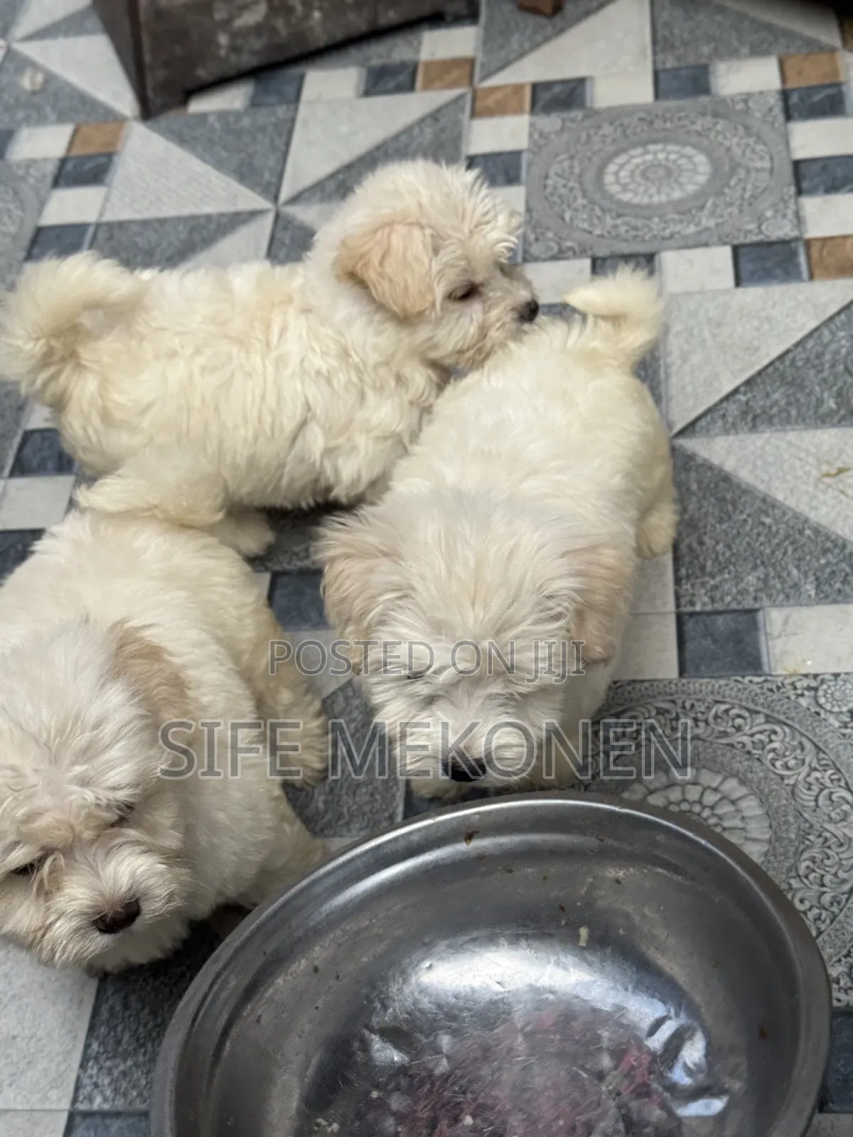 1-3 months Male Purebred Maltese