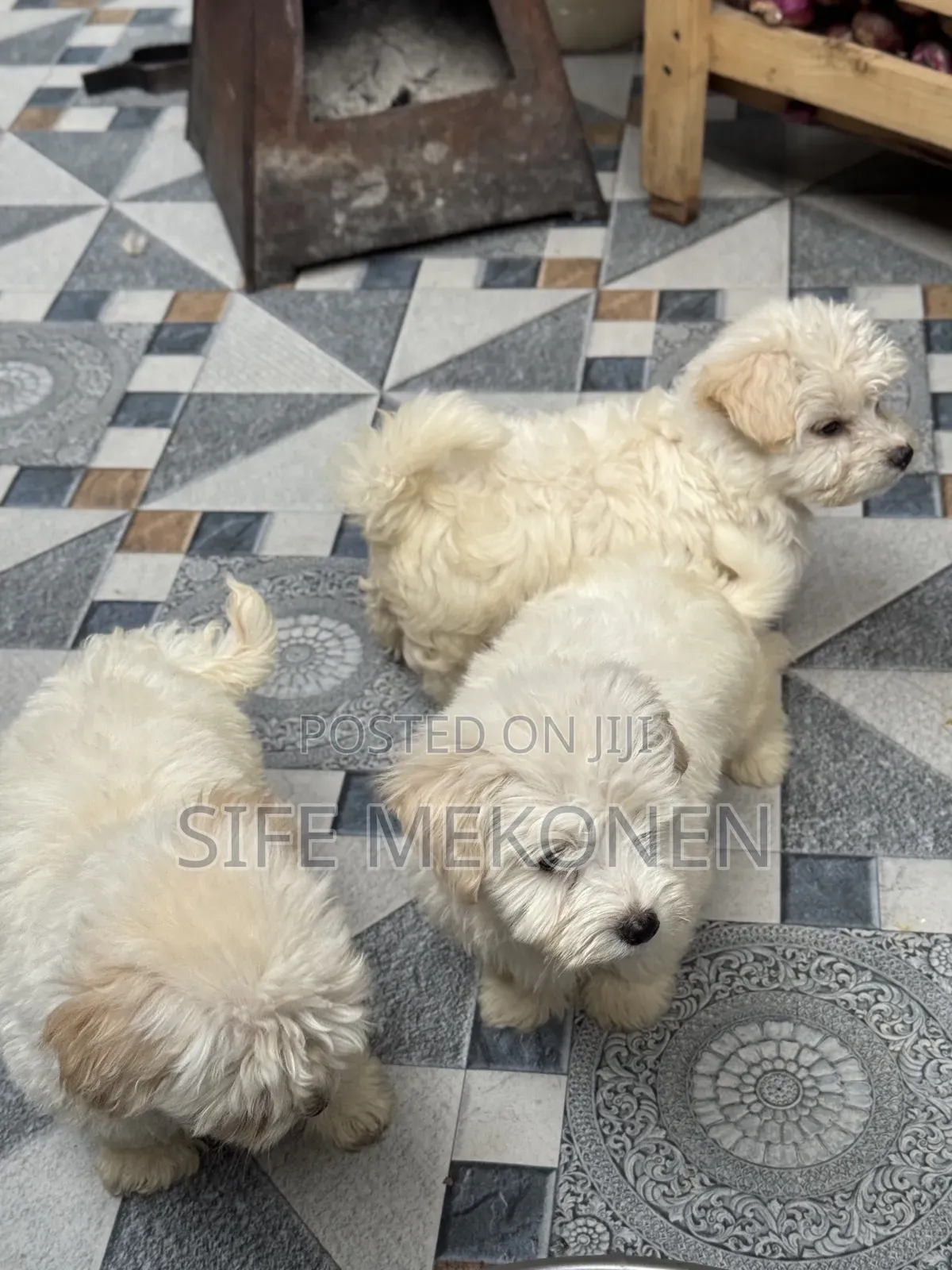 1-3 months Male Purebred Maltese