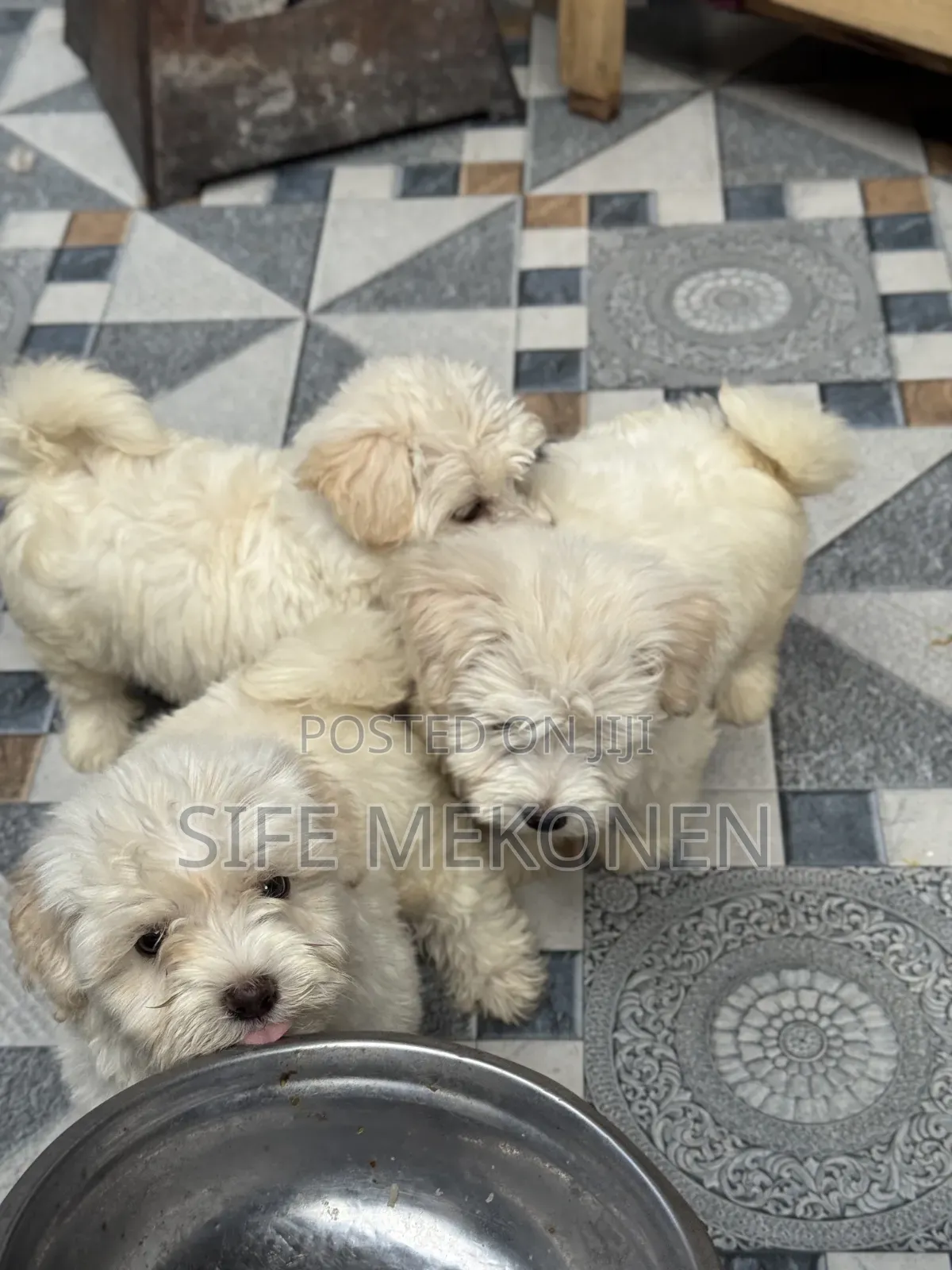 1-3 months Male Purebred Maltese