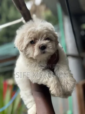1-3 months Male Purebred Maltese