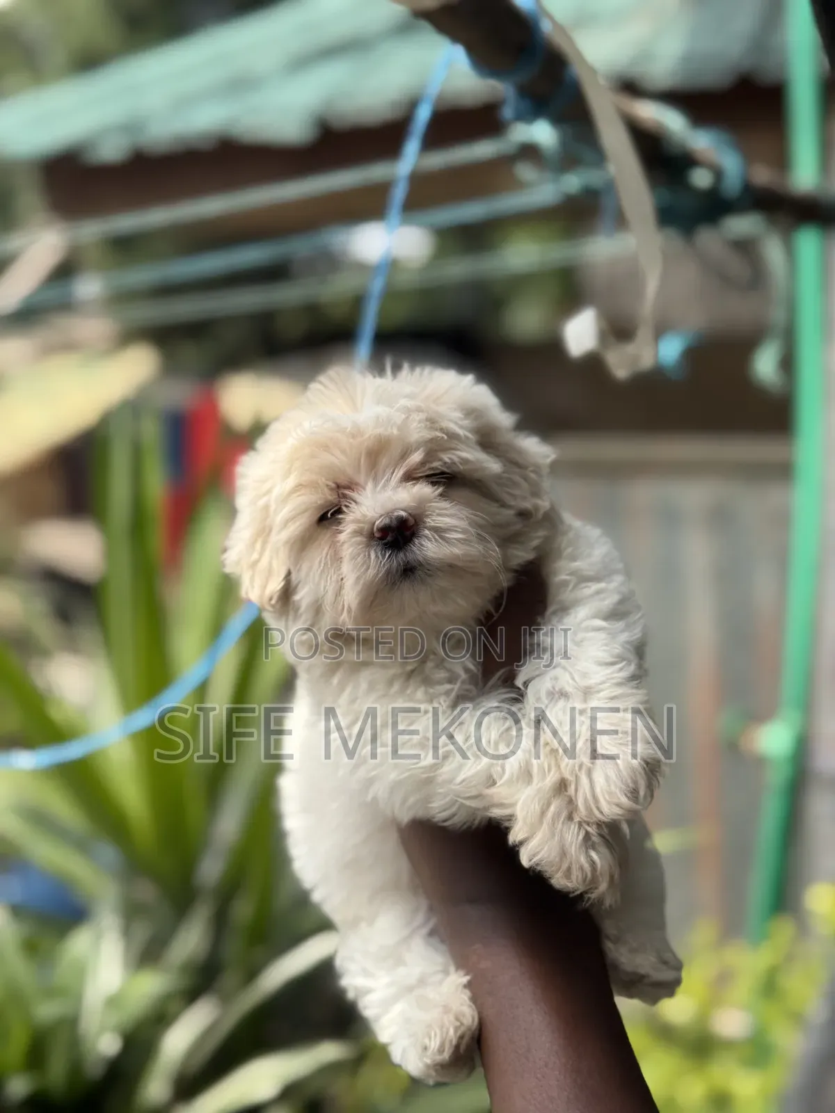 1-3 months Male Purebred Maltese
