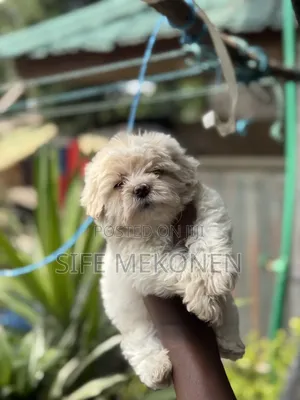 1-3 months Male Purebred Maltese