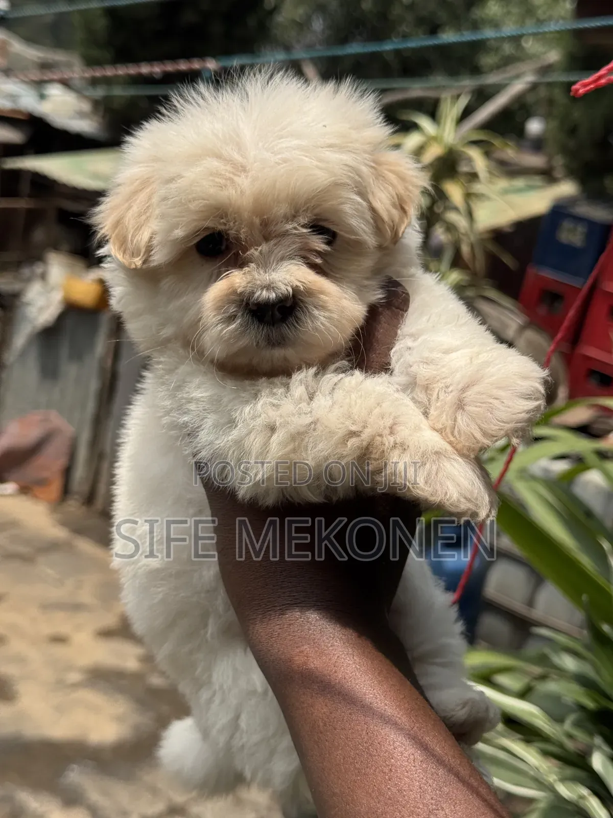 1-3 months Male Purebred Maltese