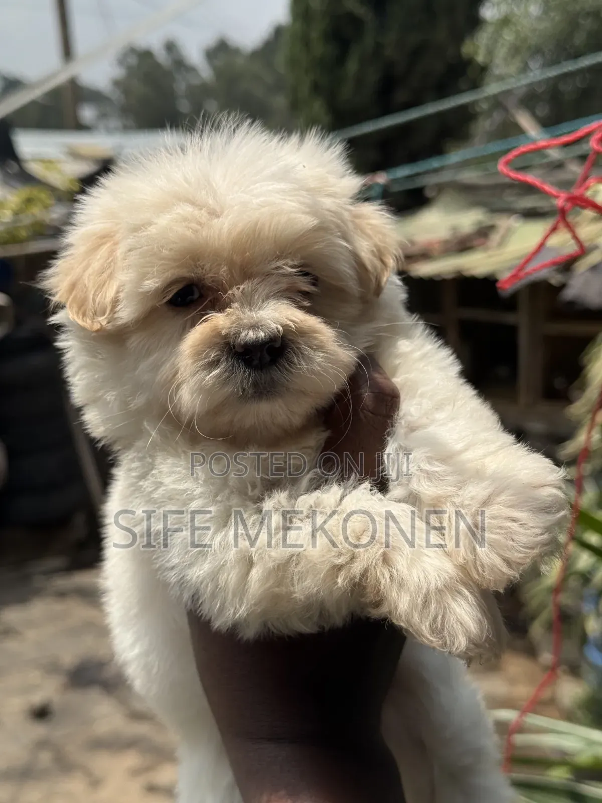 1-3 months Male Purebred Maltese