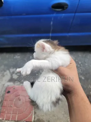 0-1 month Female Mixed Breed Abyssinian