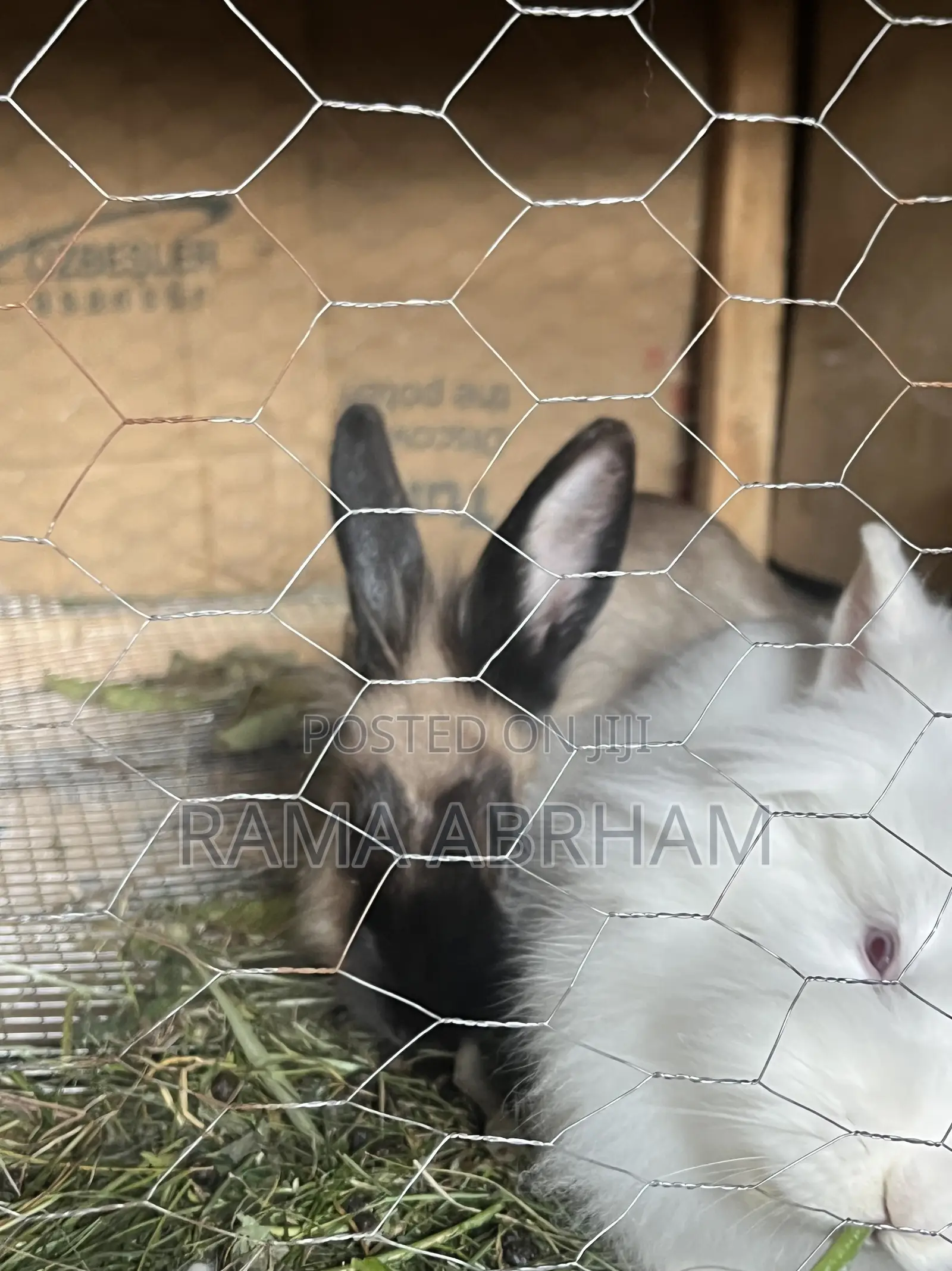 Home Pets Rabbits