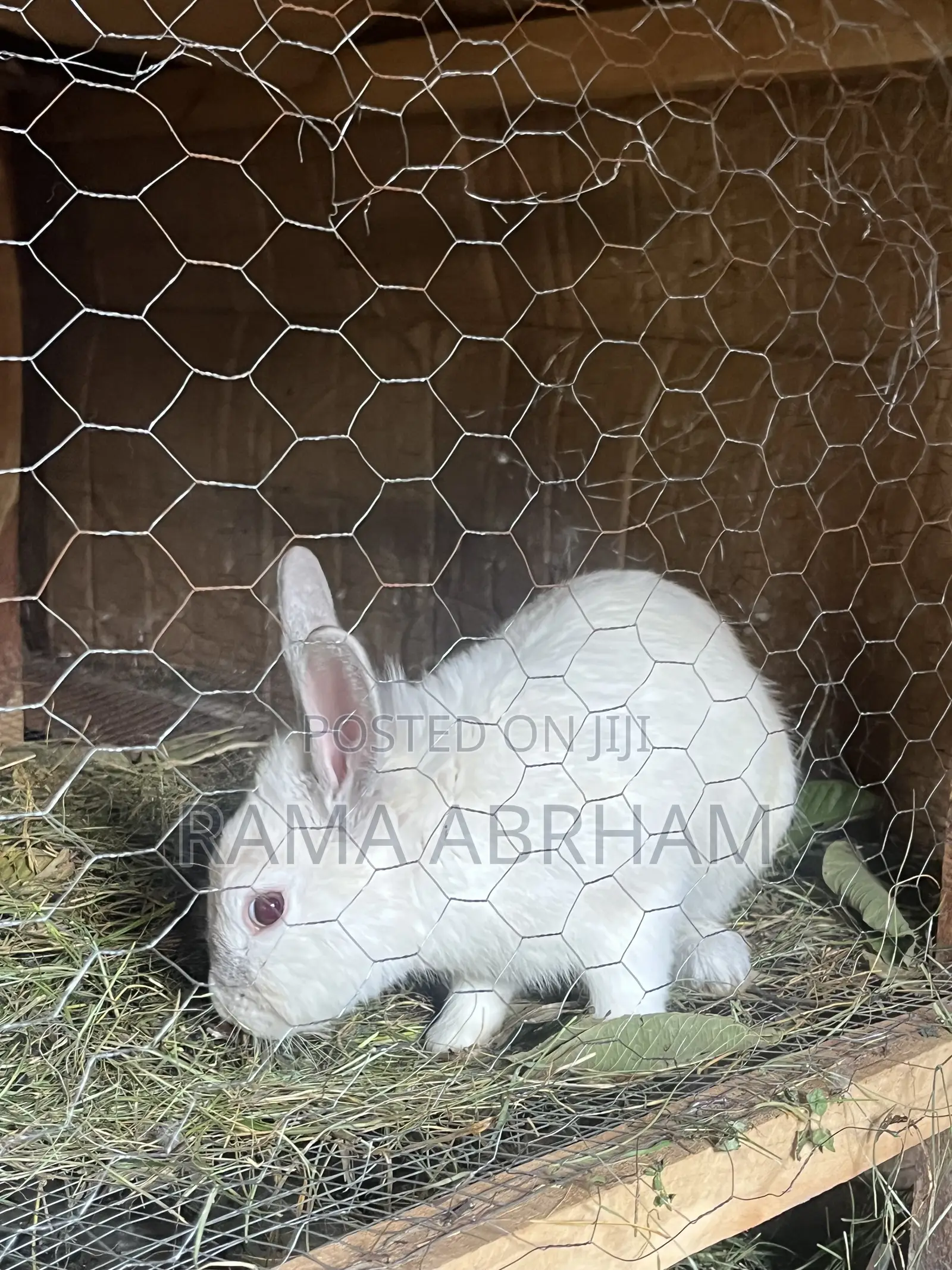 Home Pets Rabbits