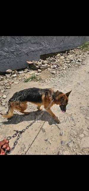 1+ year Male Purebred German Shepherd