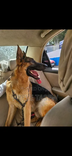 1+ year Male Purebred German Shepherd