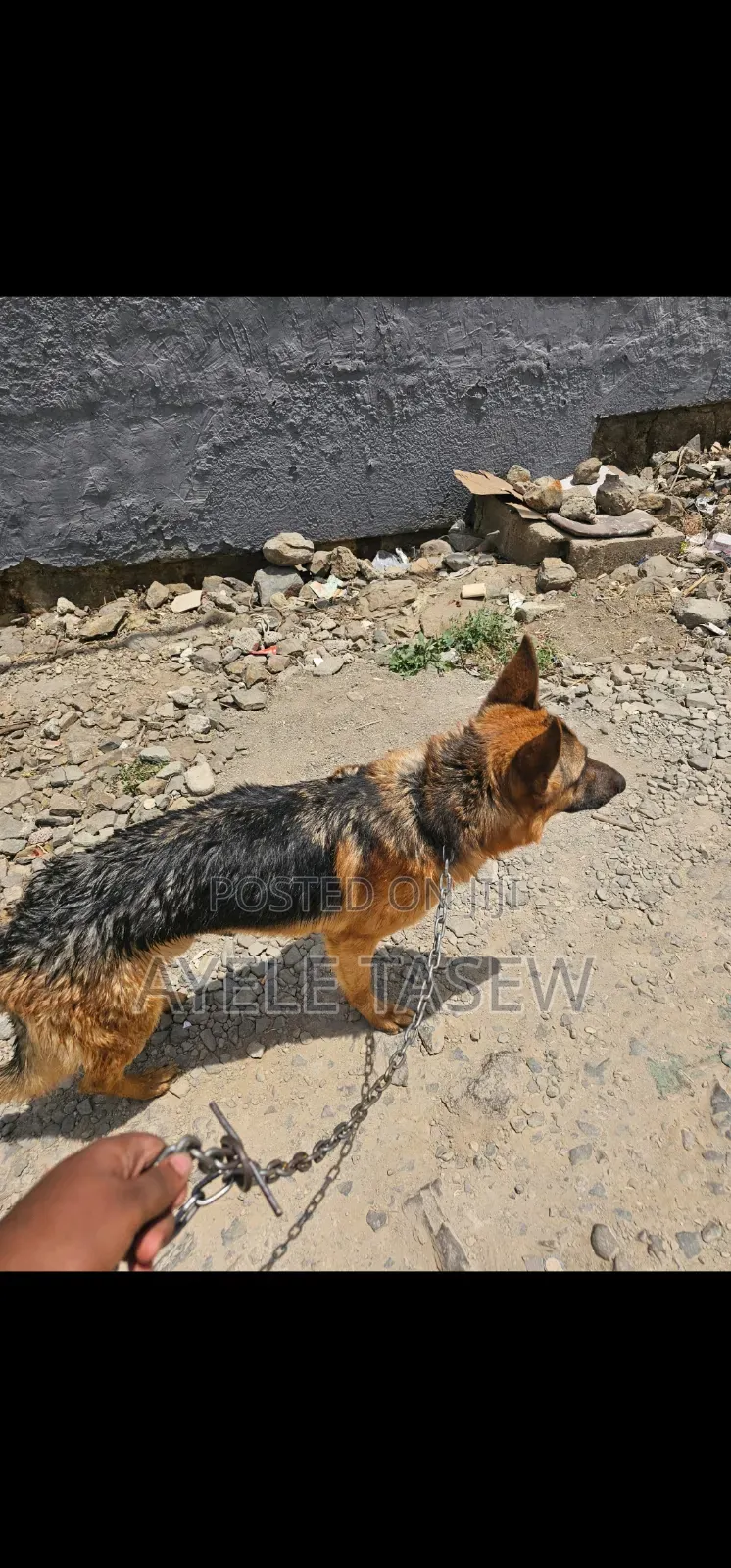 1+ year Male Purebred German Shepherd