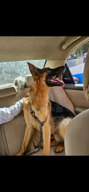 1+ year Male Purebred German Shepherd