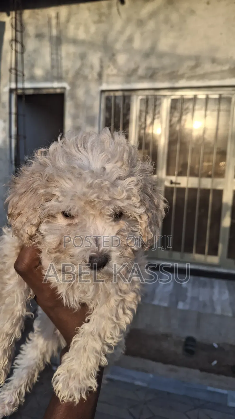1-3 months Male Mixed Breed Poodle