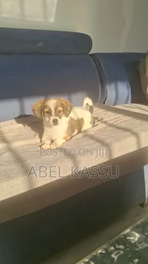 1-3 months Male Mixed Breed Chihuahua