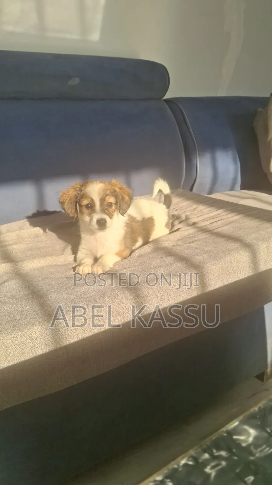 1-3 months Male Mixed Breed Chihuahua