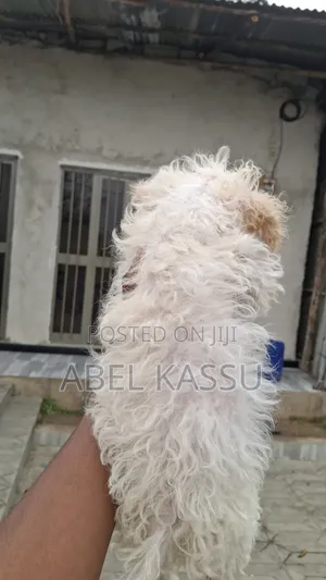 1-3 months Male Mixed Breed Maltese