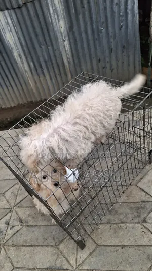 1-3 months Male Mixed Breed Maltese