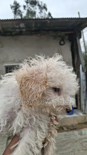 1-3 months Male Mixed Breed Maltese