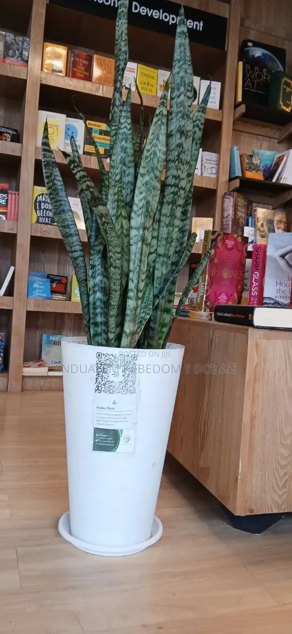 Natural Home Snake Plant