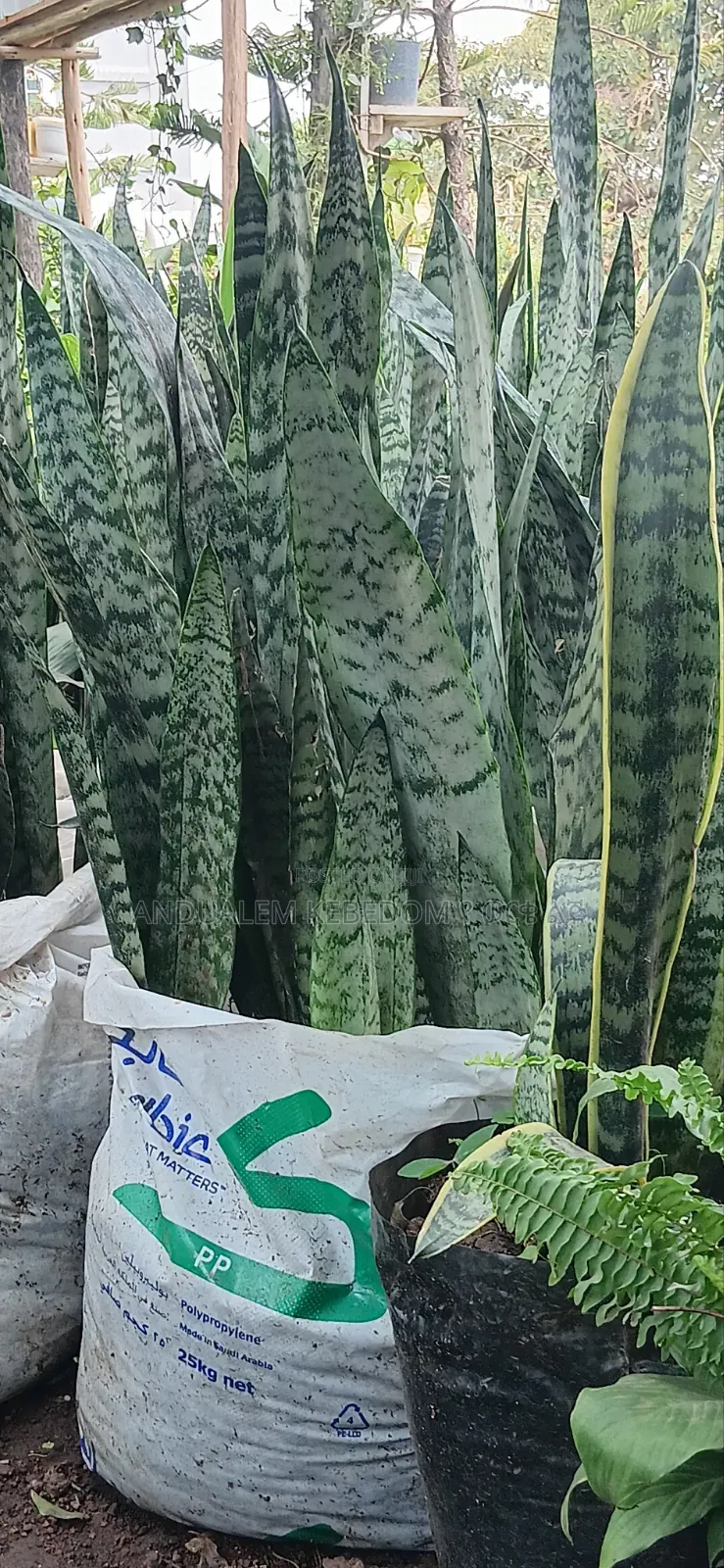 Natural Home Snake Plant