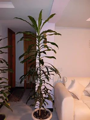 Home Pelant