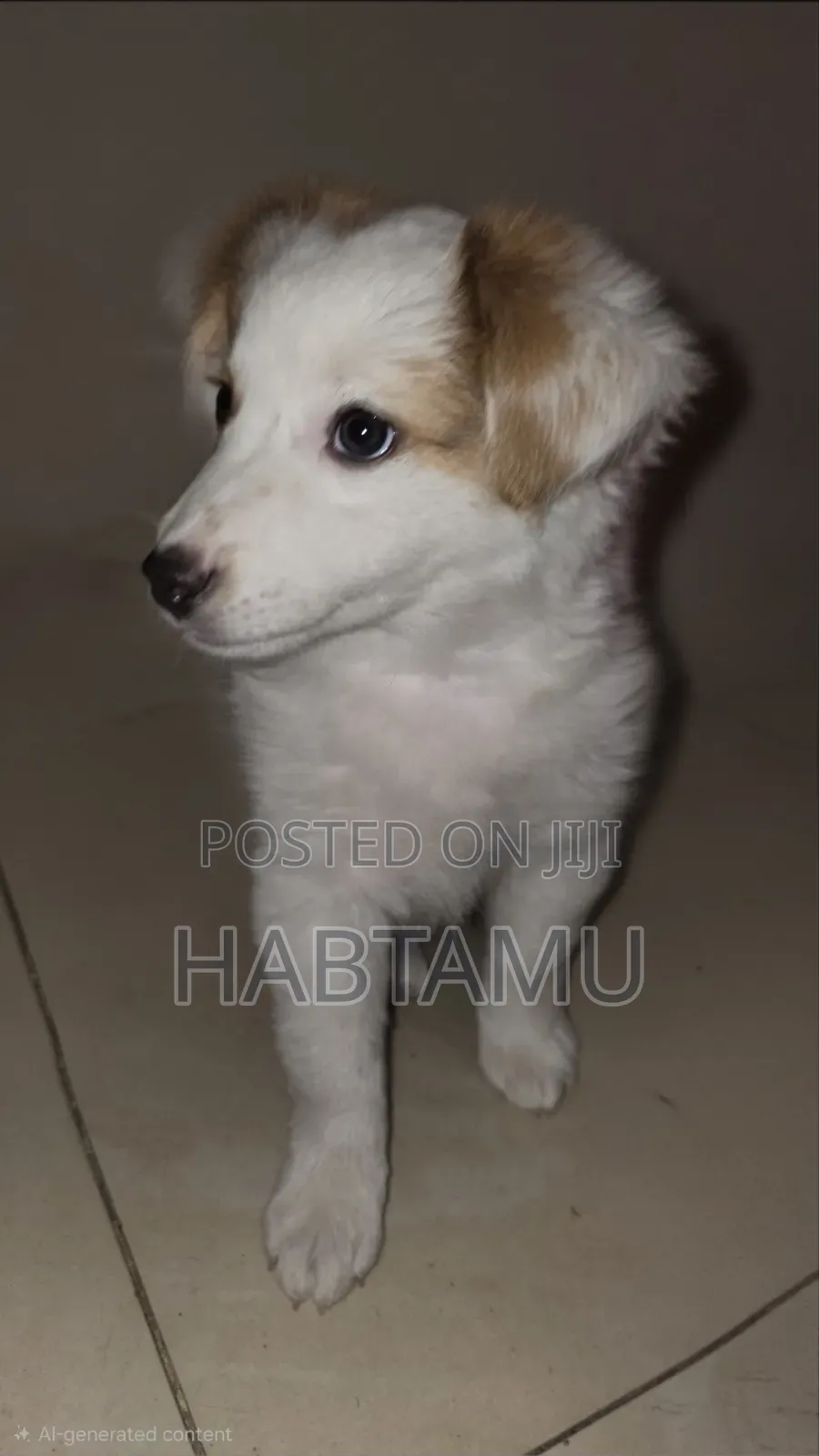 1-3 months Male Mixed Breed Maltese