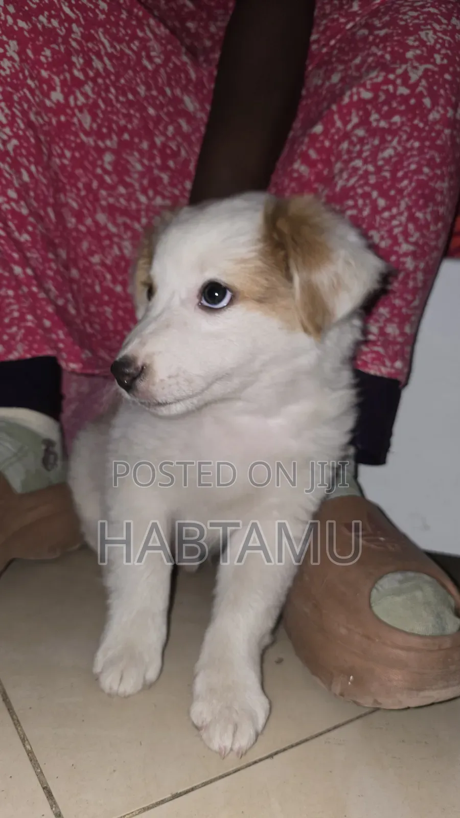 1-3 months Male Mixed Breed Maltese