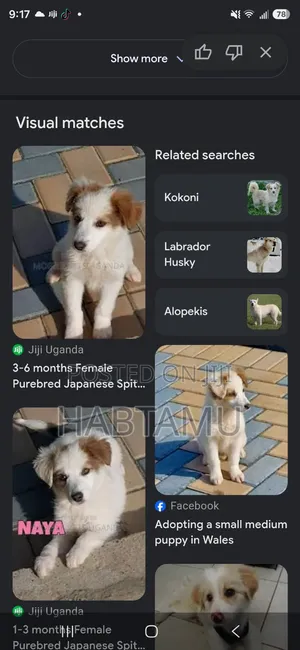 1-3 months Male Mixed Breed Maltese