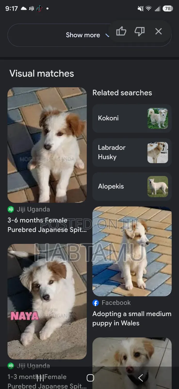 1-3 months Male Mixed Breed Maltese