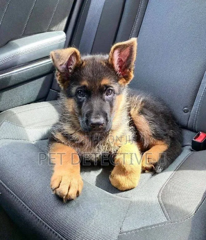 1-3 months Male Purebred German Shepherd