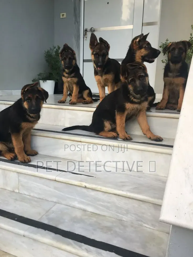 1-3 months Male Purebred German Shepherd
