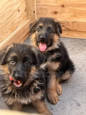 1-3 months Male Purebred German Shepherd