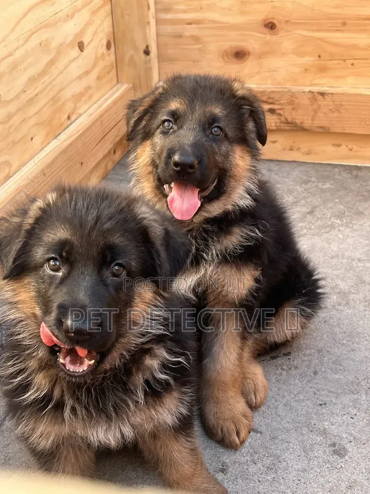 1-3 months Male Purebred German Shepherd
