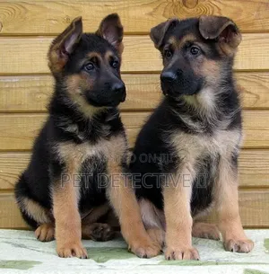 1-3 months Male Purebred German Shepherd