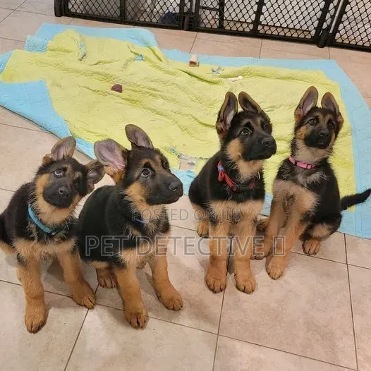 1-3 months Male Purebred German Shepherd