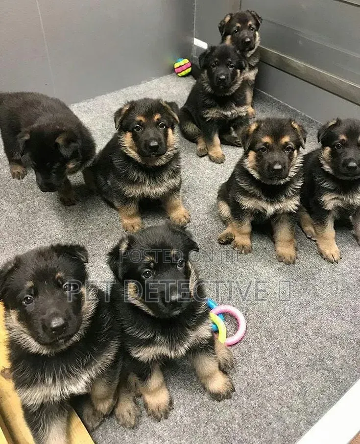 1-3 months Male Purebred German Shepherd