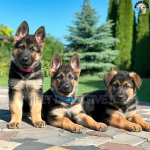 1-3 months Male Purebred German Shepherd