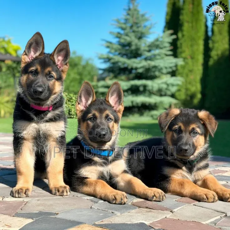 1-3 months Male Purebred German Shepherd