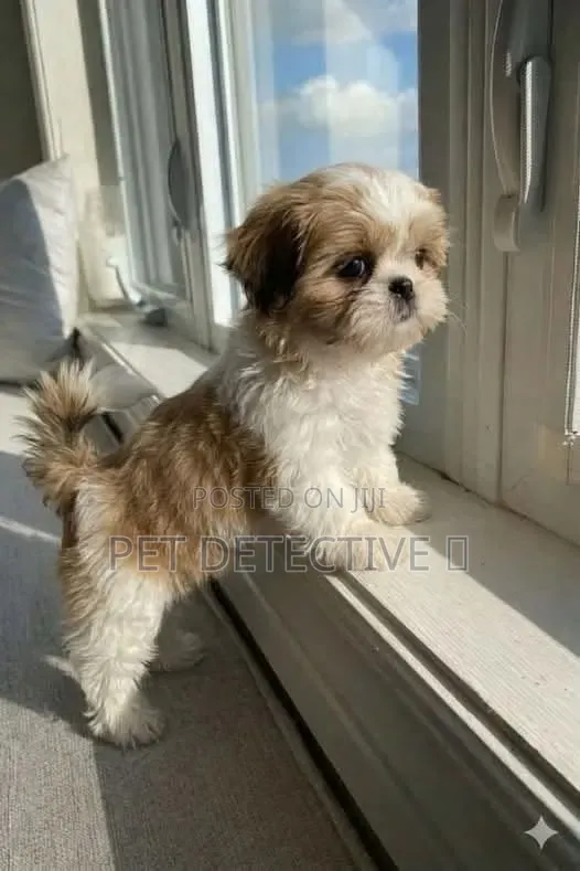 1-3 months Male Purebred Maltese Shih Tzu