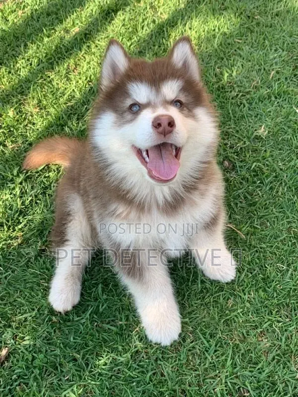 1-3 months Male Purebred Siberian Husky