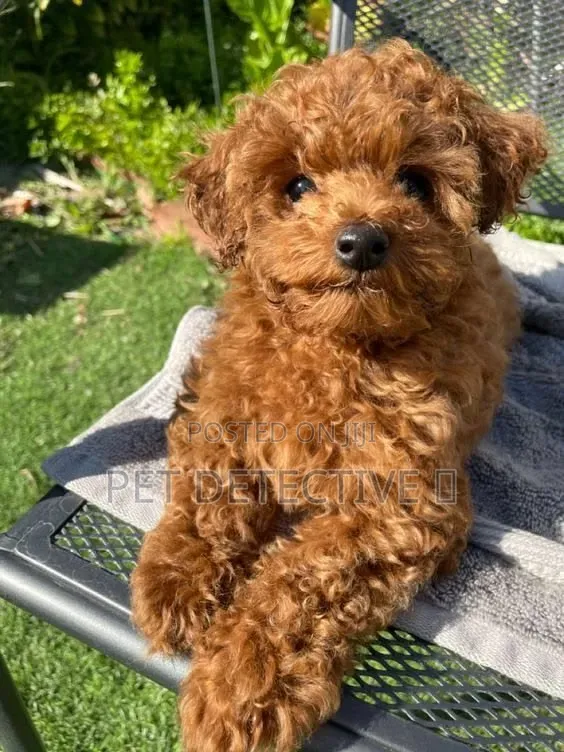 1-3 months Male Purebred Poodle