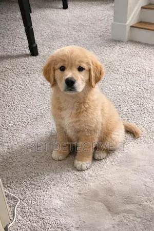 1-3 months Male Purebred Golden Retriever