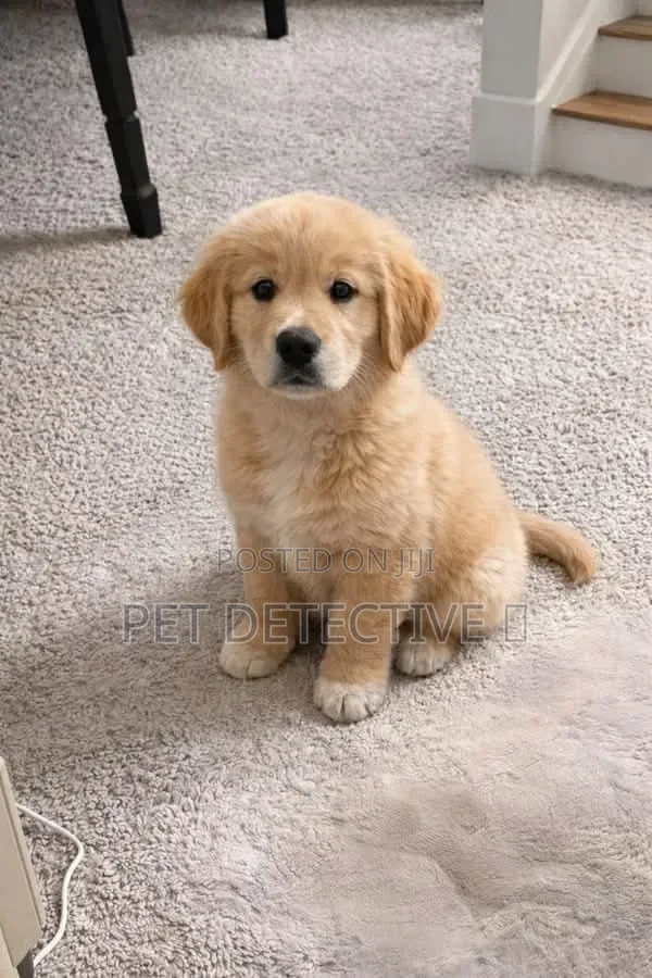 1-3 months Male Purebred Golden Retriever