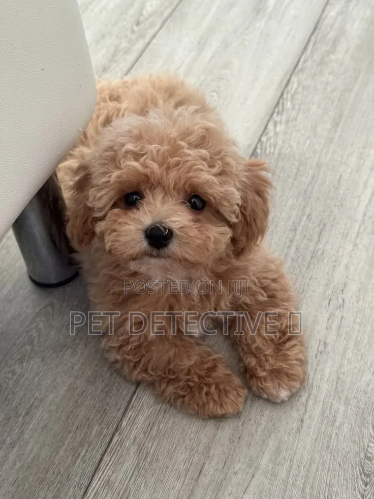 1-3 months Male Purebred Poodle