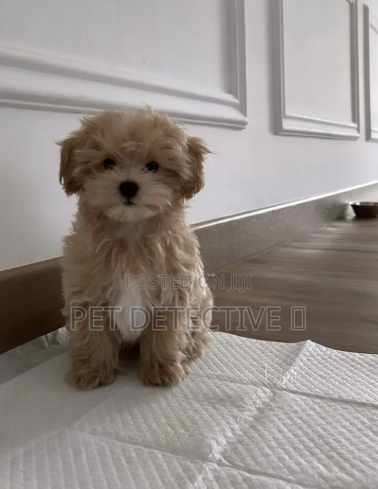 1-3 months Male Purebred Poodle