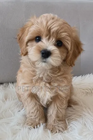 1-3 months Male Purebred Poodle