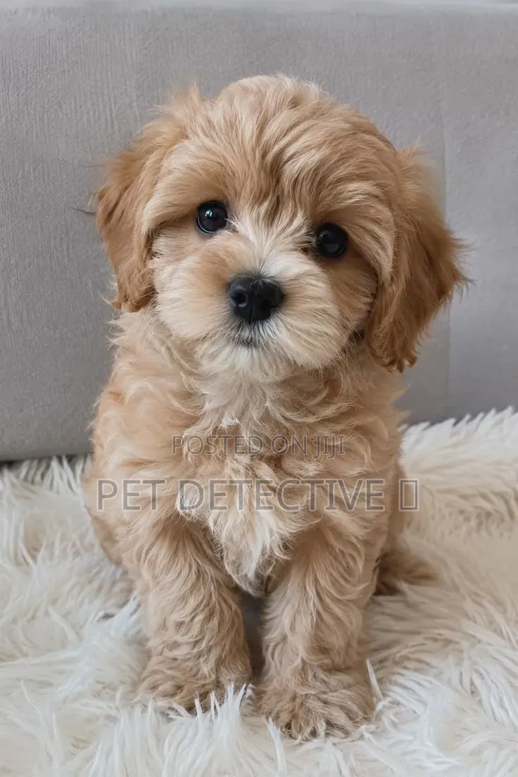 1-3 months Male Purebred Poodle
