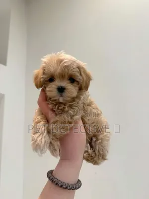 1-3 months Male Purebred Poodle
