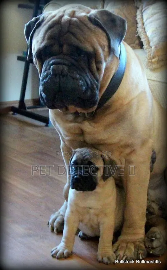 1-3 months Male Purebred Bullmastiff