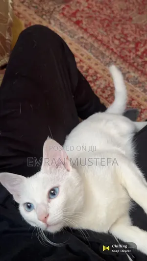 3-6 months Male Purebred Exotic